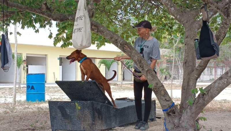 Adopta un perro, no lo compres
