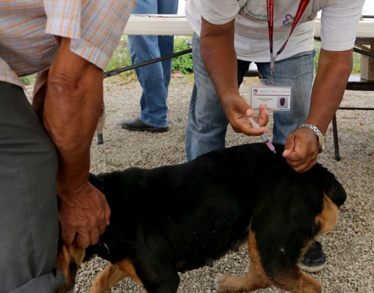 Alistan Jornada de Desparasitación Canina y Felina en Cancún