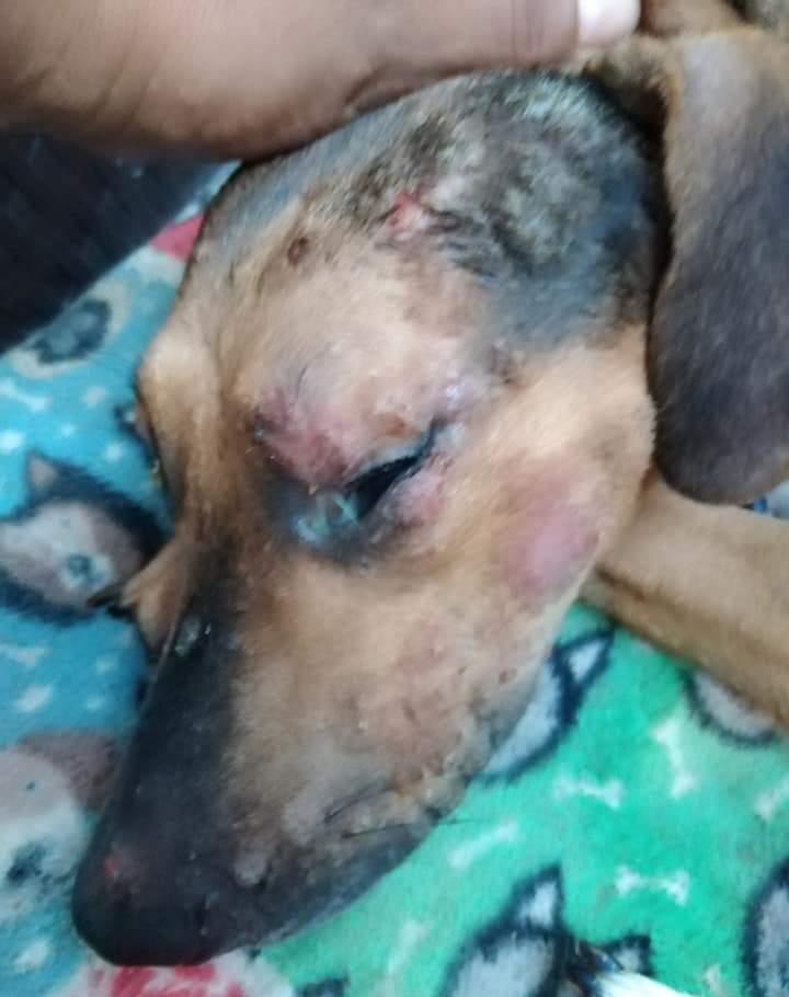 Animalistas en Cancún reciben hasta 15 denuncias diarias por maltrato de mascotas