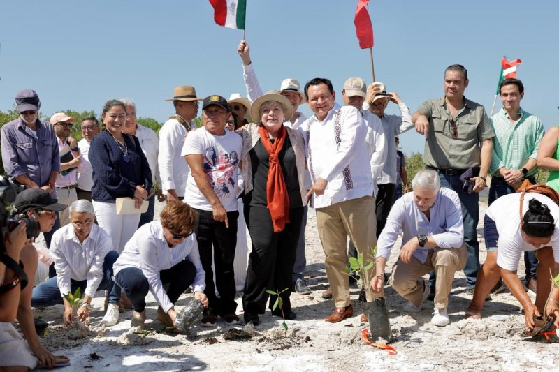 Arranca reforestación de manglares en toda la costa yucateca