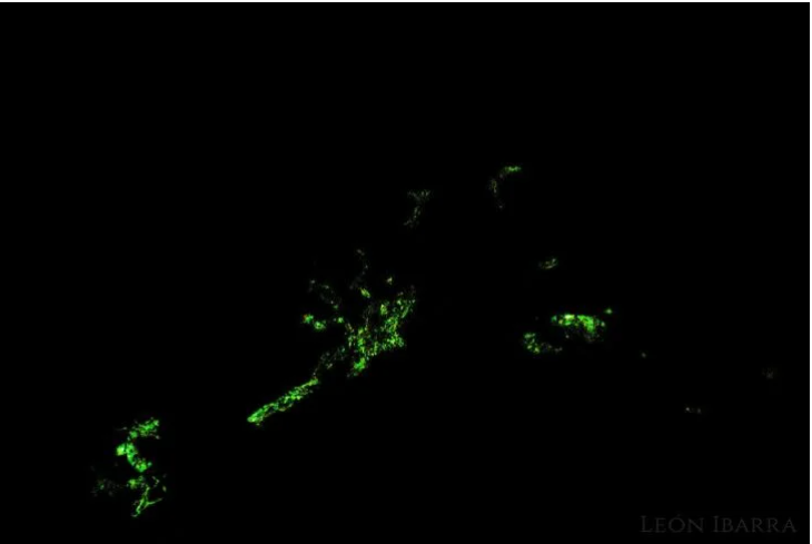 <a href="https://www.lajornadamaya.mx/quintana-roo/196368/aseguran-haber-hallado-hongos-bioluminiscentes-en-quintana-roo#">Aseguran haber hallado hongos bioluminiscentes en Quintana Roo</a>
