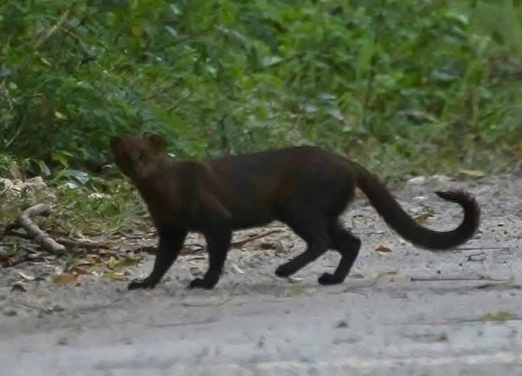 Avistamiento de Jaguarundi