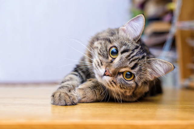 Campaña de Esterilización Felina llega este ocho de diciembre: aparta tu lugar