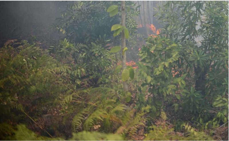 Cancún: Identifican 31 puntos de riesgo de incendio forestal en Q. Roo