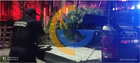 Cancún Quintana Roo.- Aseguran al “Gato” con plantíos de marihuana en la 259