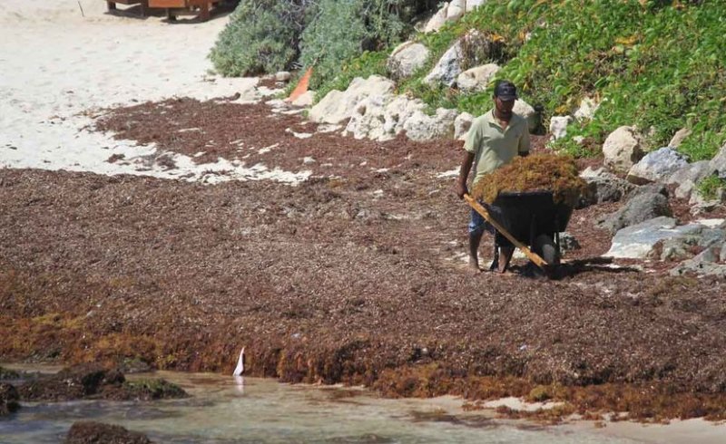 Cancún: Se duplica arribo de toneladas de sargazo en el Caribe Mexicano