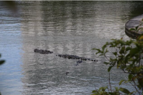 Captan a enorme cocodrilo paseando con sus crías en la laguna Bojórquez de Cancún
