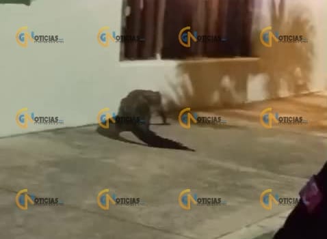 Captan cocodrilo en zona habitacional de Cancún; bomberos lo rescatan y lo regresan a su hábitat