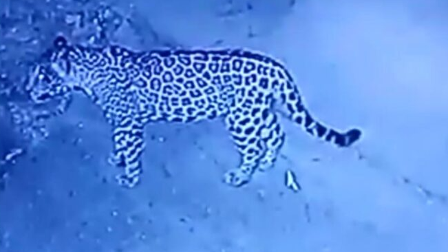 Circula video de jaguar en fraccionamiento de Playa del Carmen