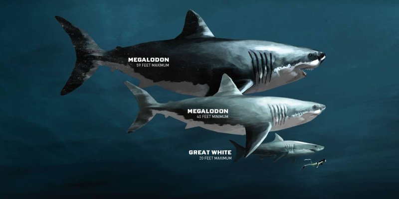 Ciudadano entrega al INAH dientes fósiles de un megalodón