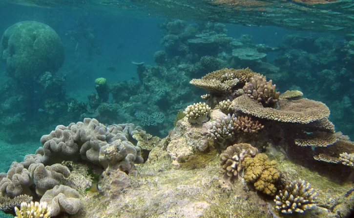 Comienza consulta pública para construir cementerio bajo el mar en Cancún