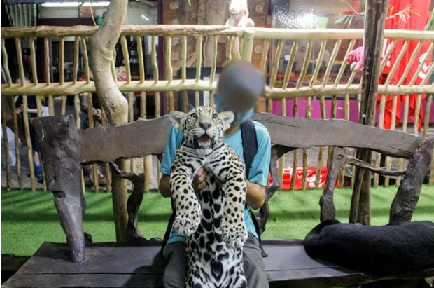 Congreso de Quintana Roo prohíbe lucrar con animales silvestres en la vía pública