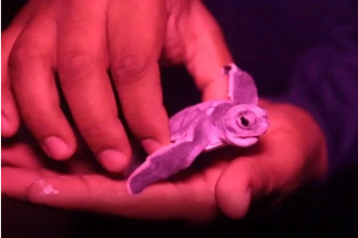 Contabilizan más de mil huevos de tortuga en esta temporada en Cancún