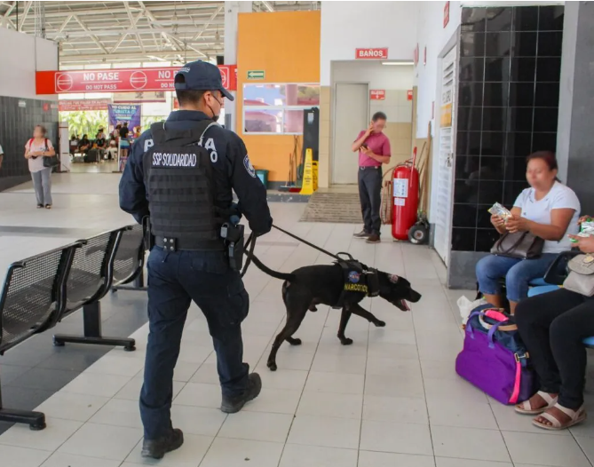 Dan buenos resultados las unidades caninas de la policía de Solidaridad