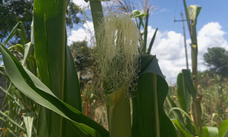 Decenas de campesinos de Lázaro Cárdenas corren riesgo de perder su cosecha por la canícula