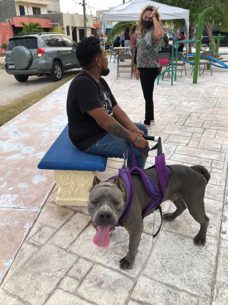 Dueño localiza a su perro extraviado, pero mujer se niega a devolverlo pese a pruebas