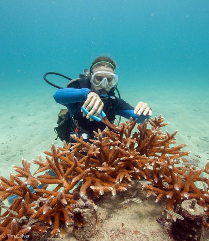 El gobierno de Quintana Roo a través del Fideicomiso para el Manejo Integral de Zonas Costeras invertirá más de 6 millones para la recuperación de los arrecifes de coral afectados por los huracanes “Delta” y “Grace”