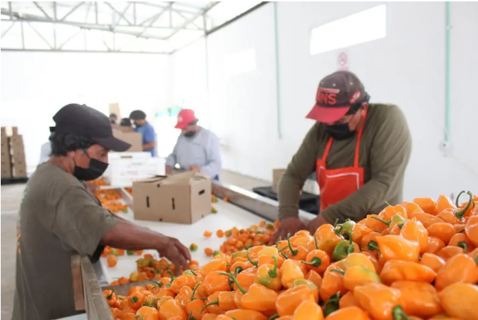 En mayo Quintana Roo registró una recuperación de más de 91 mil 600 empleos