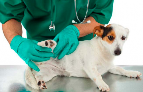 Esterilizaciones gratis para 250 perros y gatos en Cancún