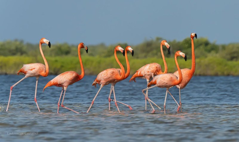 Flamenco anillado en Yucatán hace 24 años es registrado en Punta Sur: Así se puede conocer su longevidad y desplazamiento