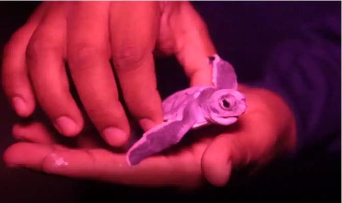 GARANTIZA GOBIERNO DE BENITO JUÁREZ PROTECCIÓN A LA TORTUGA MARINA