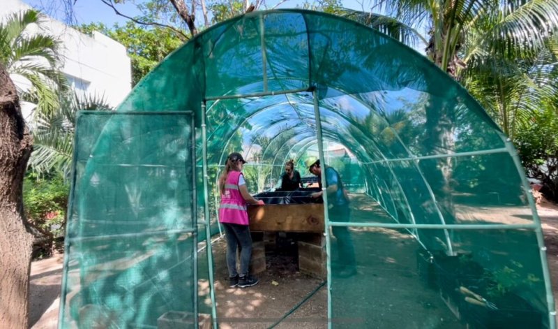 HABILITA DIF BENITO JUÁREZ HUERTO URBANO ORGÁNICO, EN BENEFICIO DE LOS ADULTOS MAYORES