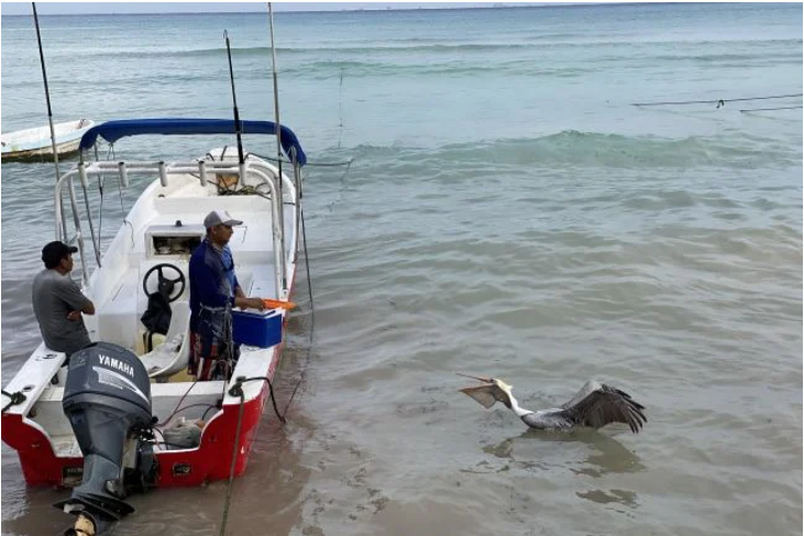 <a href="https://www.lajornadamaya.mx/quintana-roo/196223/hacen-padron-de-productores-pesqueros-y-agropecuarios-en-playa#">Hacen padrón de productores pesqueros y agropecuarios en ‘Playa’</a>
