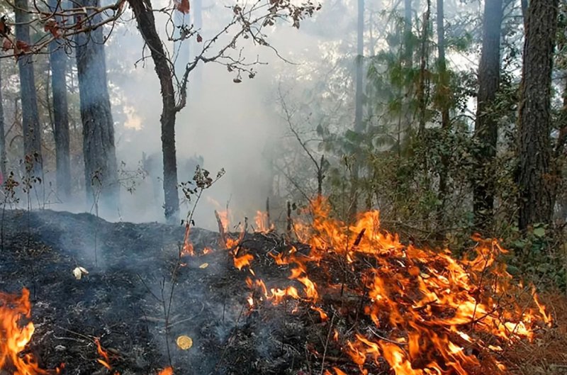 Incendios y caza ilegal en México preocupan a las autoridades
