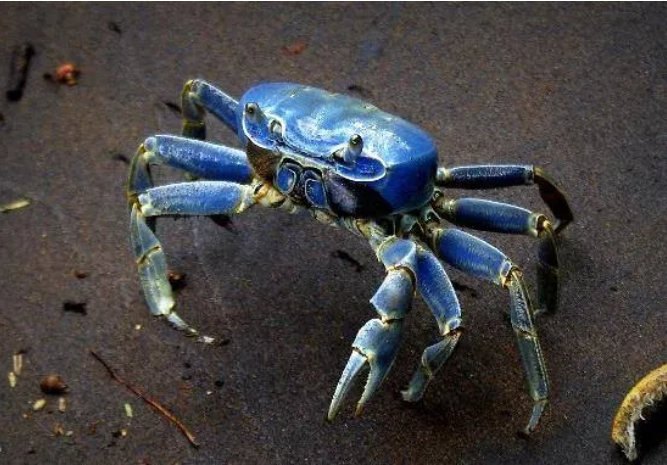 Inicia la temporada de migración del cangrejo azul