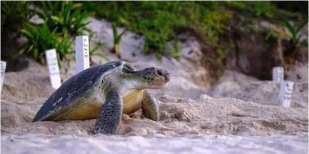 Inician campaña para salvar a la tortuga marina en Mahahual