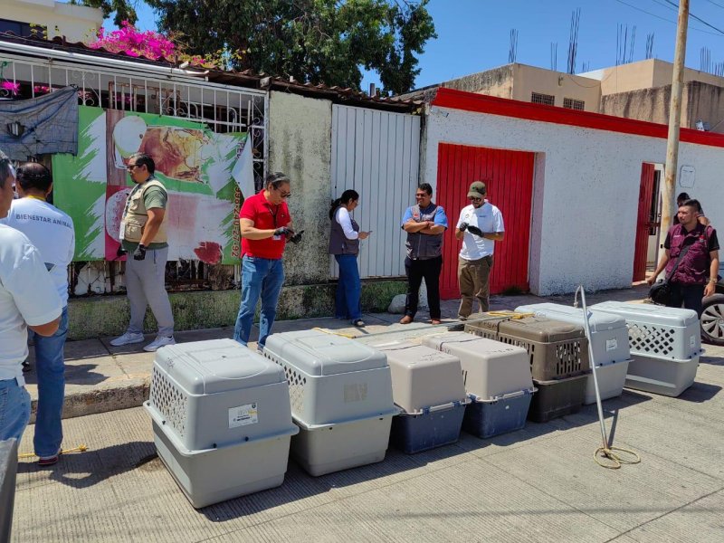 Investiga Fiscalía General abandono de ocho perros en un predio de Benito Juárez
