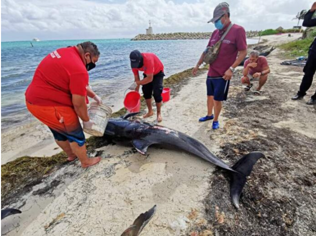 Investigan muerte de delfines que encontraron en Puerto Cancún