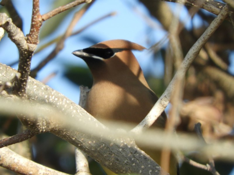 La FPMC realizó el primer monitoreo de aves del 2023