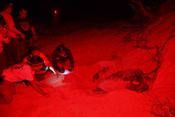 La FPMC realizó la primera limpieza de playas en Punta Sur