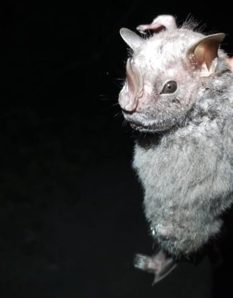 La Fundación de Parques y Museos de Cozumel, da a conocer el descubrimiento por vez primera la presencia del murciélago Ojón Peludo (Chiroderma villosum)