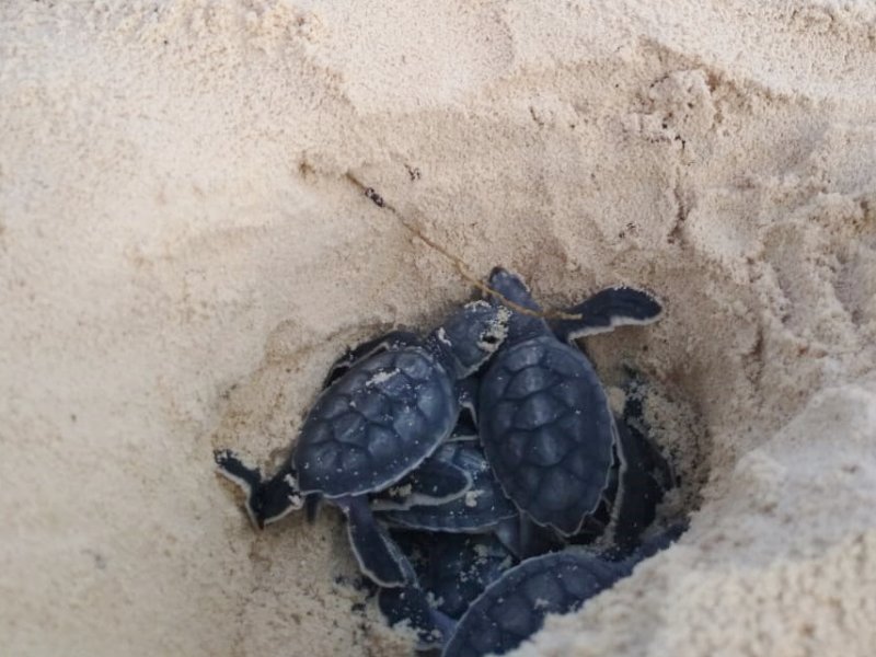 La Fundación de Parques y Museos de Cozumel registra el nacimiento de las primeras 570 tortugas de la temporada