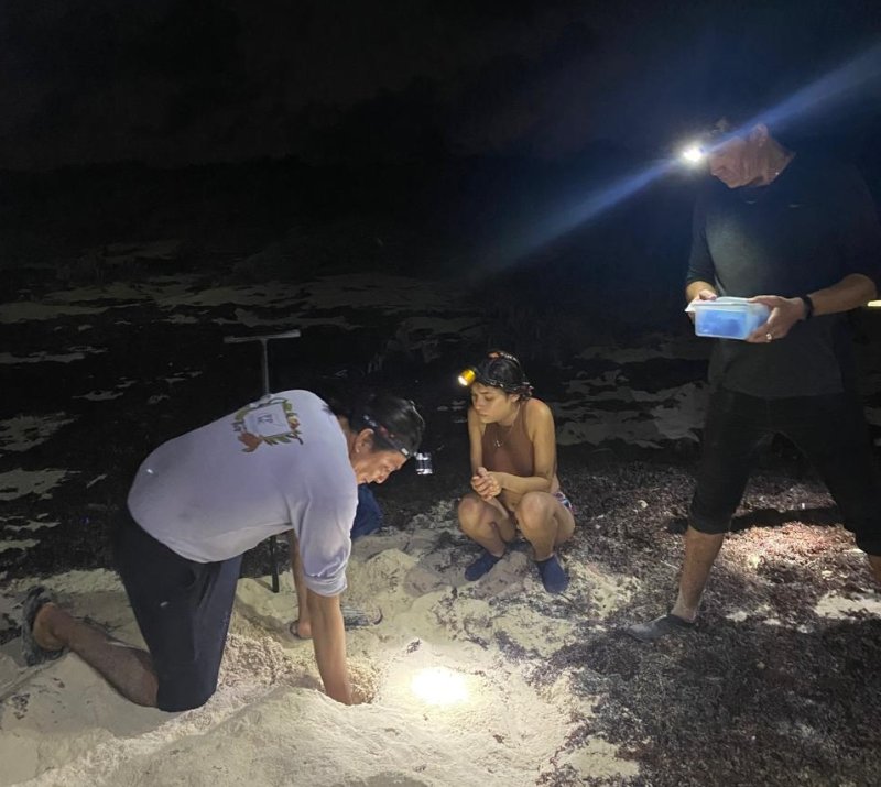 La Fundación de Parques y Museos de Cozumel tiene ya marcados 29 nidos de tortugas marinas en Punta Sur