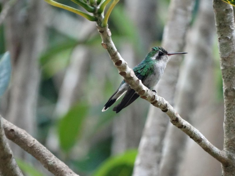 La Fundación de Parques y Museos inicia monitoreo de nidos de Colibrí Esmeralda e invita a la ciudadanía a participar en el registro