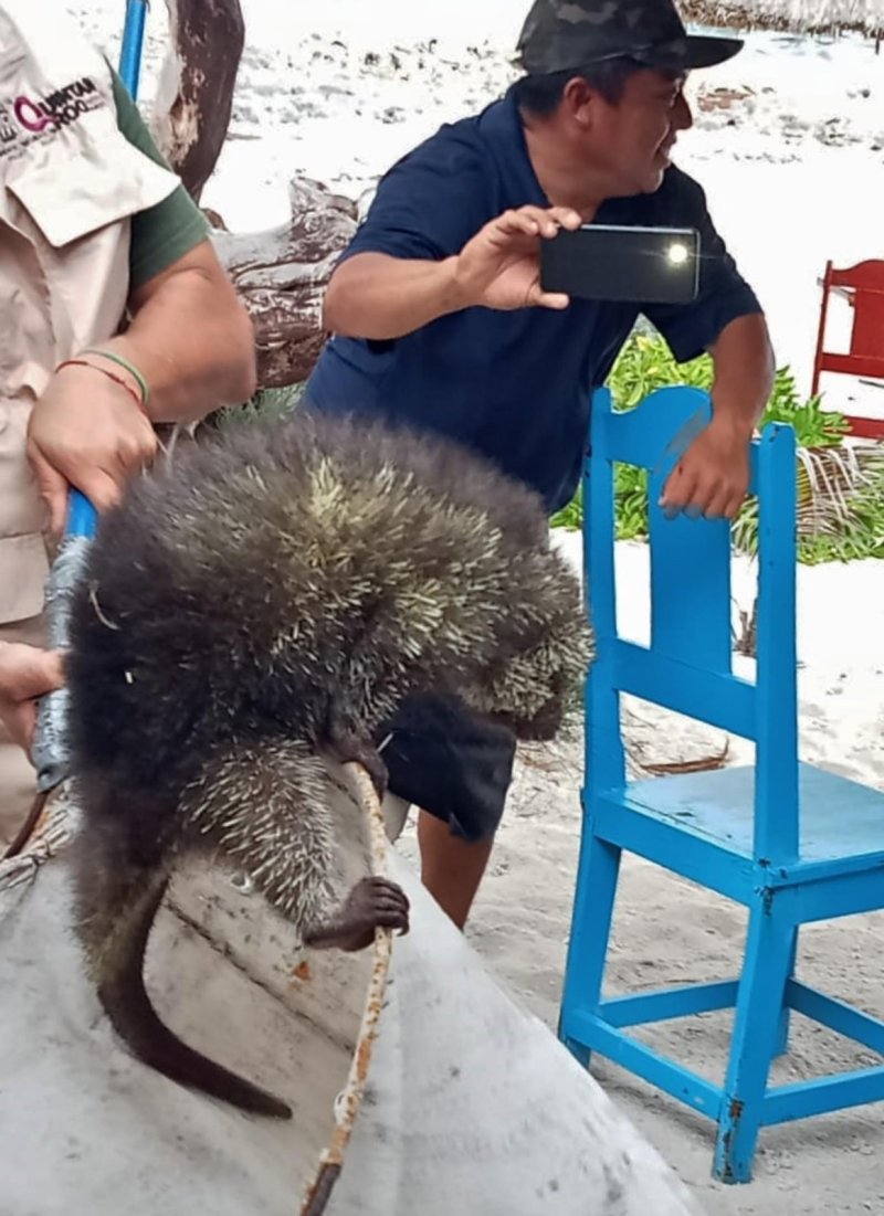 La Fundación de Parques y Museos puso a salvo a un puercoespín, considerada una especie amenazada