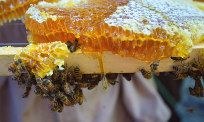 La producción de miel se ve afectada por los cambios climaticos en Quintana Roo