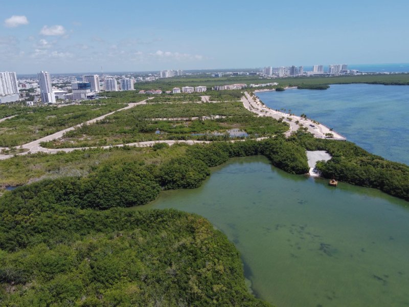 Lanzan campaña “Crocodylus Quintana Roo” para gestión y conservación de cocodrilos en Cancún