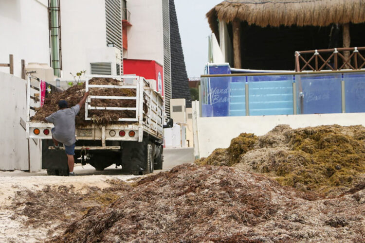 “No se da tregua a limpieza del sargazo en playas de Cancún”: Zofemat