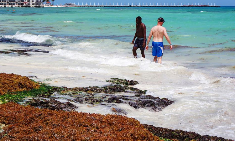 No toda la costa esa cubierta de sargazo y donde hay se toman acciones: líder hotelero de la Riviera Maya