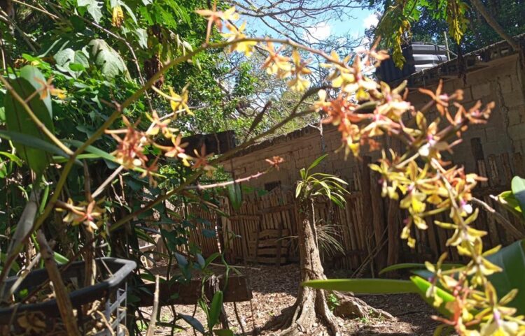 Orquídeas, atractivo opcional para turistas que regresan a Holbox tras estabilización de pandemia