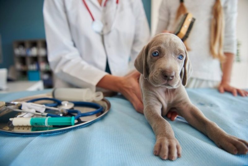 PARVOVIRUS AMENZA A MASCOTAS DE QUINTANA ROO