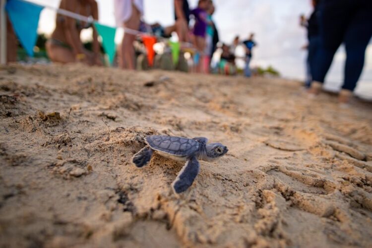 Peligran trabajos realizados en la conservación de las tortugas marinas