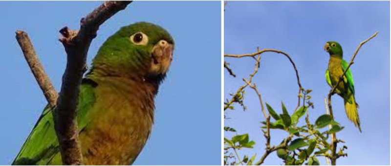 Perico Pecho sucio, un ave que está desapareciendo por el tráfico