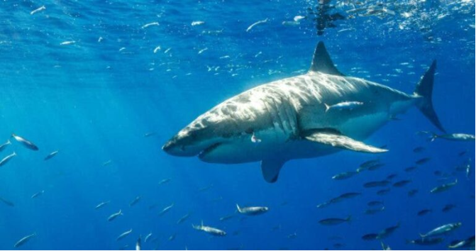 Pescadores de Quintana Roo detienen sus trabajos para proteger a los tiburones