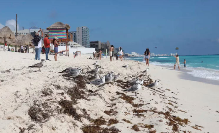 Preparan proyecto para la recuperación integral de playas en Cancún