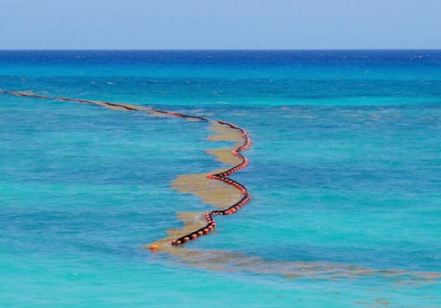Prevén trabajo preventivo y no reactivo con el problema de sargazo; esperan que a finales de marzo estén instalados 2 mil 500 metros de barreras contenedoras en Playa del Carmen